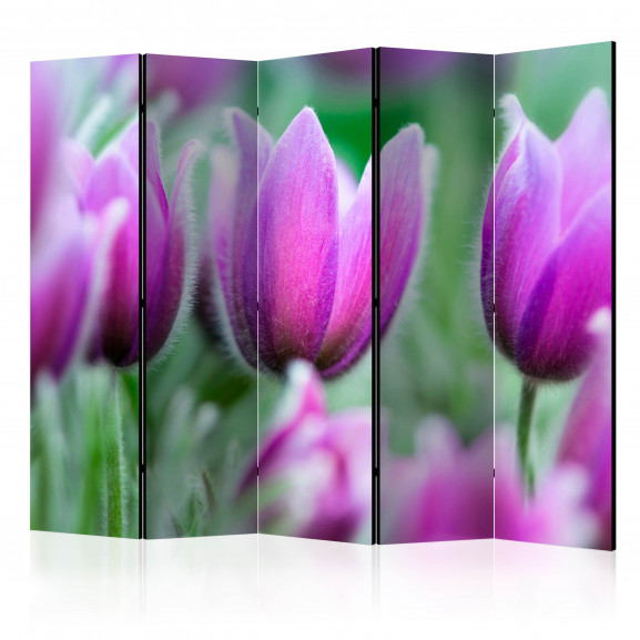 Paravan Purple Spring Tulips Ii [Room Dividers] 225 cm x 172 cm