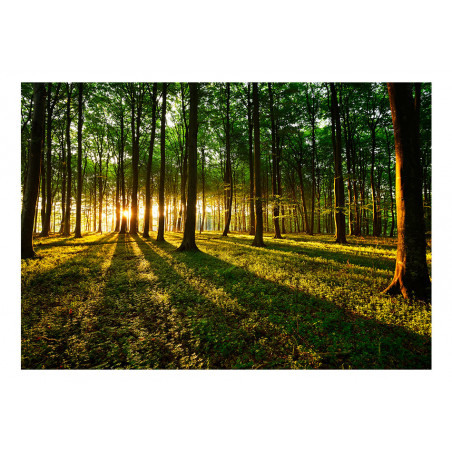 Fototapet Spring: Morning In The Forest-01