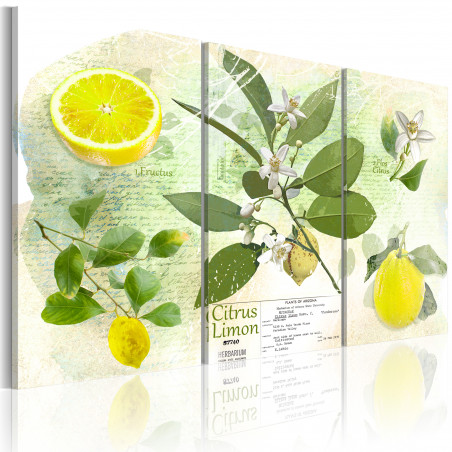 Tablou Fruit: Lemon-01
