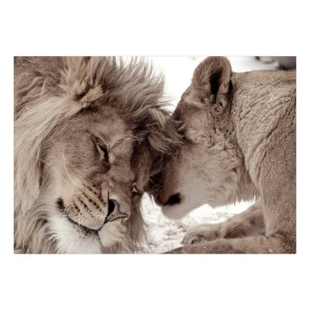 Fototapet Lion Tenderness (Sepia)-01