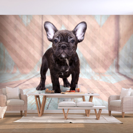 Fototapet French Bulldog-01