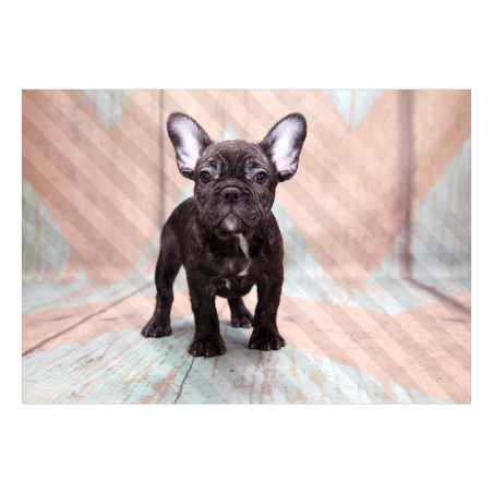 Fototapet French Bulldog-01