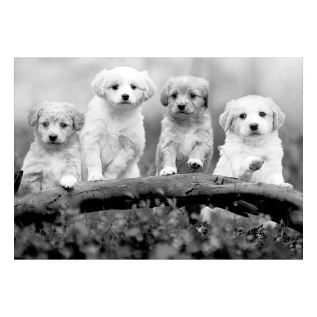 Fototapet Four Puppies-01