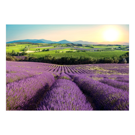 Fototapet Lavender Field-01