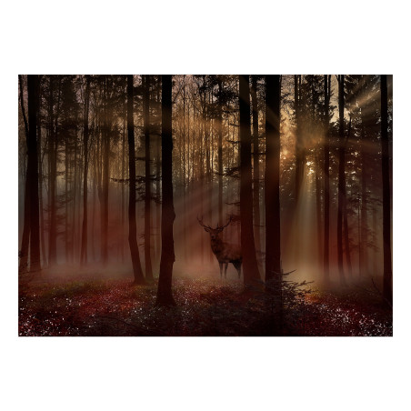 Fototapet Mystical Forest First Variant-01