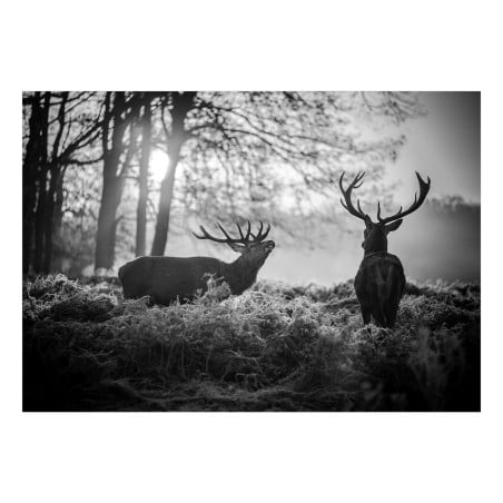 Fototapet autoadeziv Deers in the Morning-01