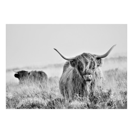 Fototapet autoadeziv Highland Cattle-01