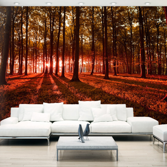 Poze Fototapet autoadeziv Autumn Morning