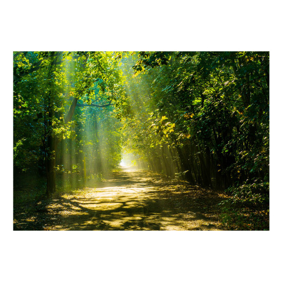 Fototapet autoadeziv Road in Sunlight