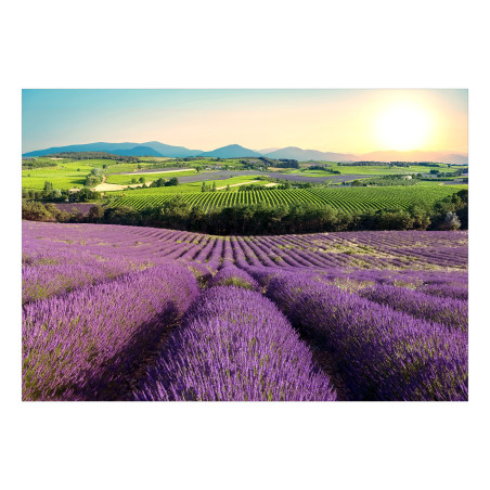 Fototapet autoadeziv Lavender Field-01