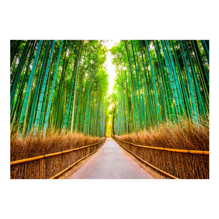 Fototapet autoadeziv Bamboo Forest-01