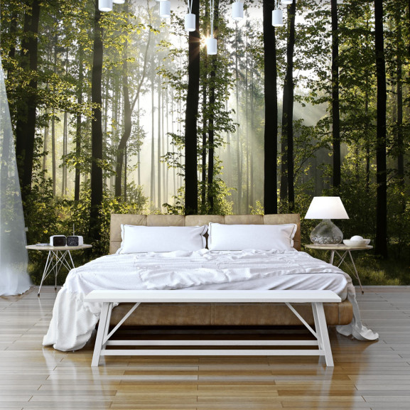 Poze Fototapet autoadeziv Forest: Morning Sunlight
