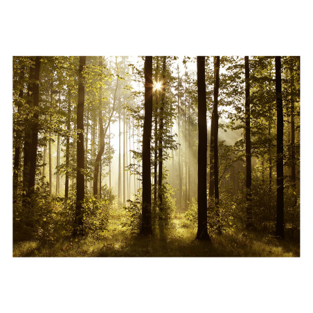 Fototapet autoadeziv Forest: Morning Sunlight-01