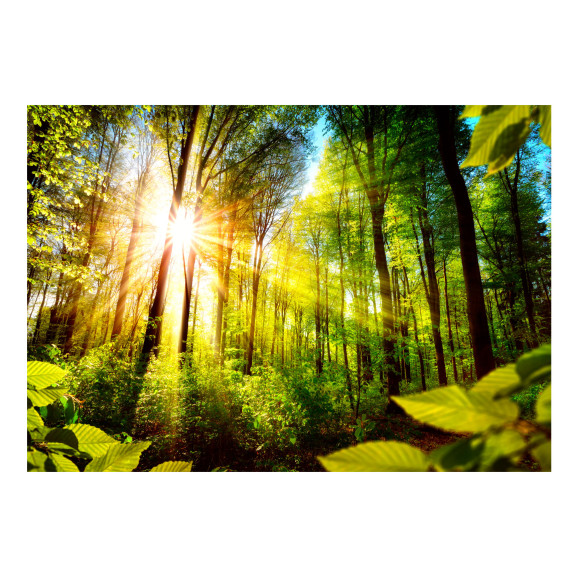 Fototapet autoadeziv Forest Hideout