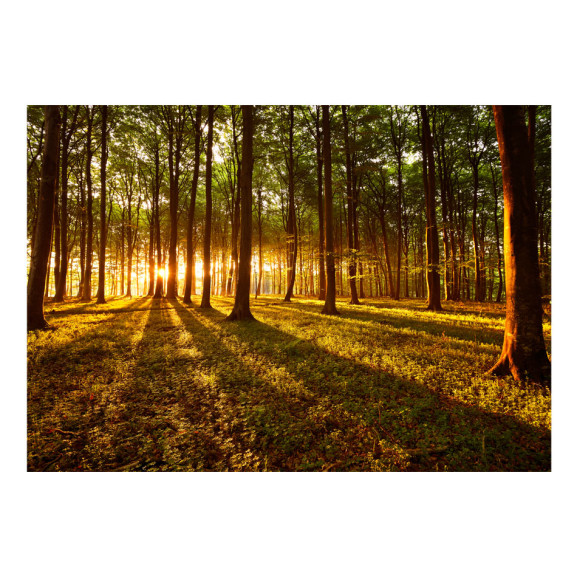 Fototapet autoadeziv Summer: Morning in the forest