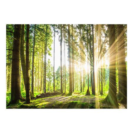 Fototapet autoadeziv Forest Tales-01