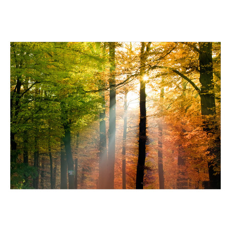 Fototapet autoadeziv Forest Colours-01