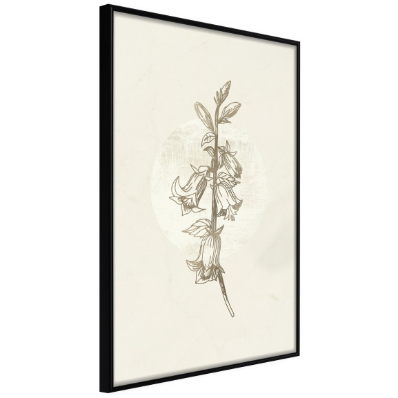 Poster Beige Campanula