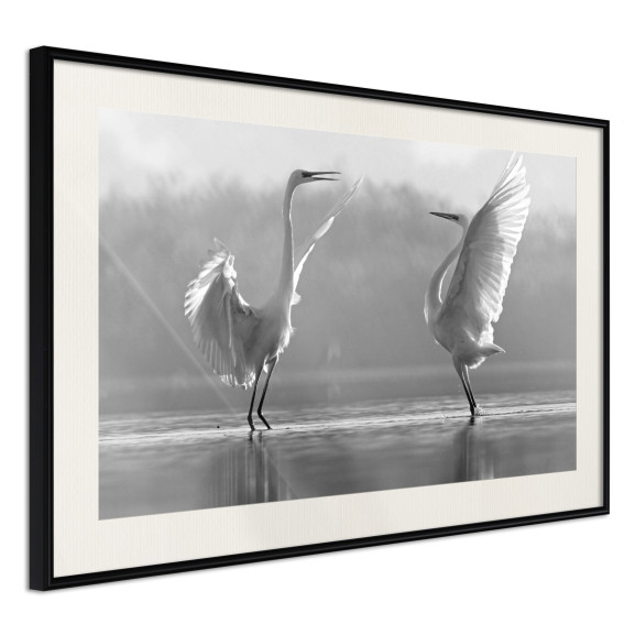 Poster Black and White Herons