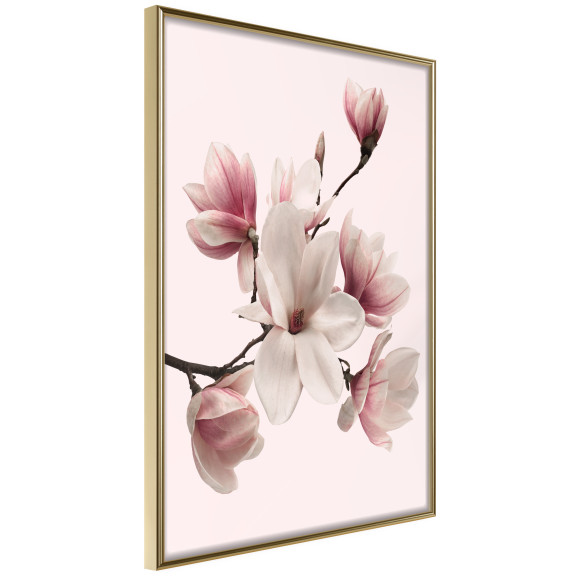 Poster Blooming Magnolias I
