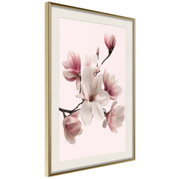 Poster Blooming Magnolias I