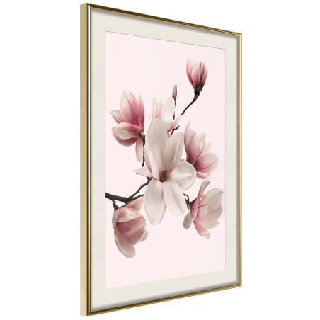 Poster Blooming Magnolias I-01