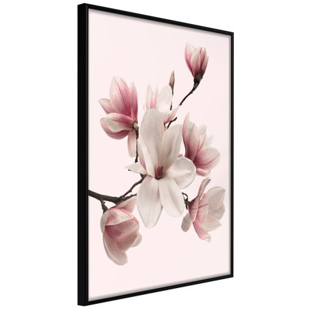 Poster Blooming Magnolias I-01