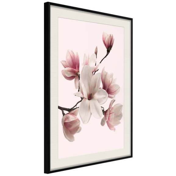 Poster Blooming Magnolias I