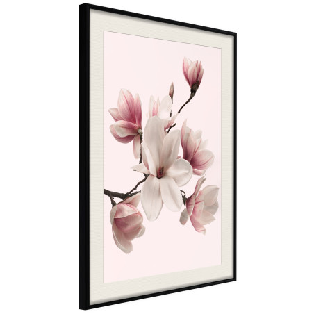 Poster Blooming Magnolias I-01