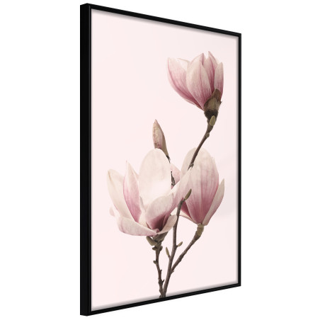 Poster Blooming Magnolias III-01