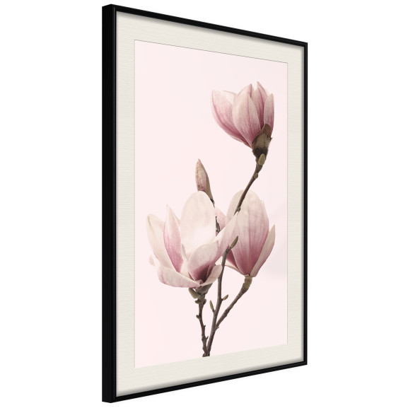 Poster Blooming Magnolias III