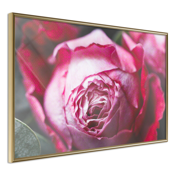 Poster Blooming Rose