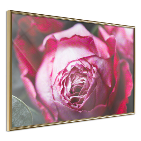 Poster Blooming Rose-01