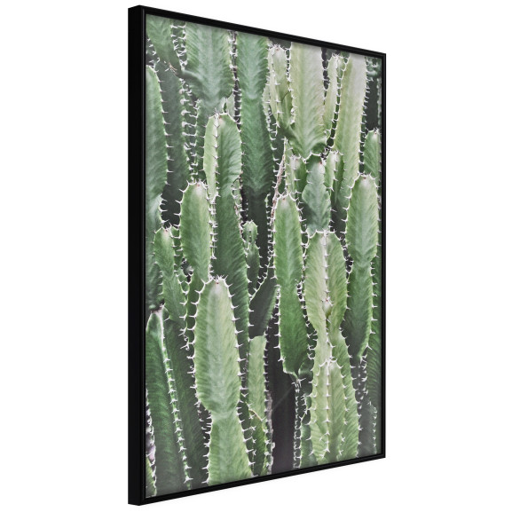 Poster Cactus Plantation