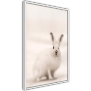 Poster Curious Rabbit