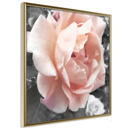 Poster Delicate Rose-01