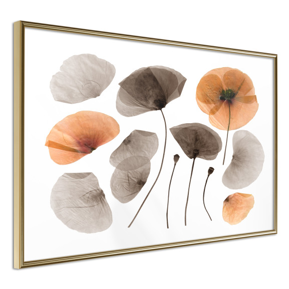 Poster Dried Poppies