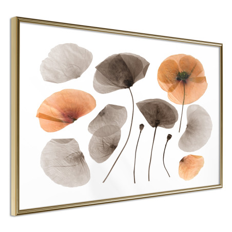 Poster Dried Poppies-01