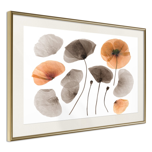 Poster Dried Poppies