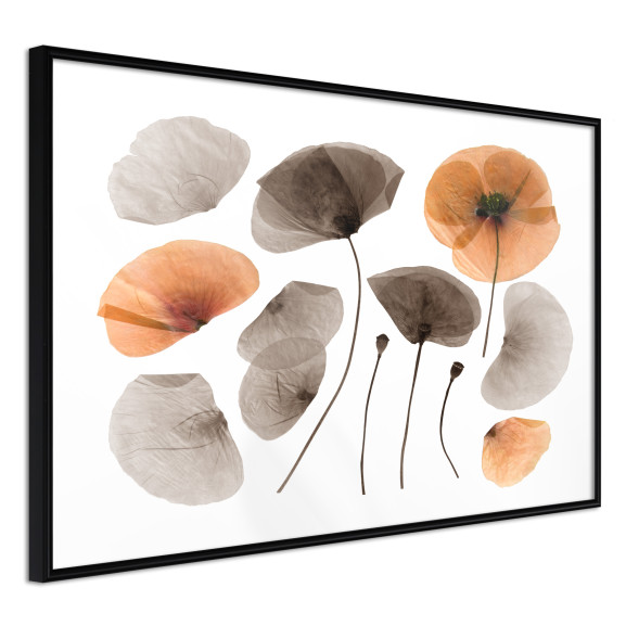 Poster Dried Poppies