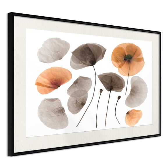 Poster Dried Poppies