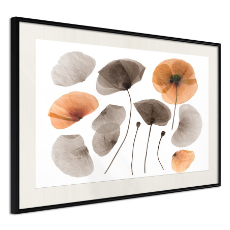 Poster Dried Poppies-01