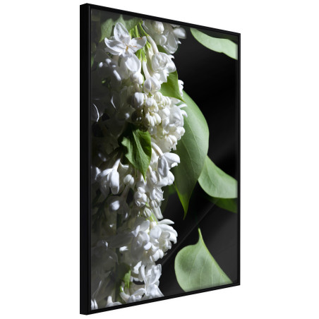 Poster Fragrant Spring-01