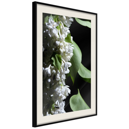 Poster Fragrant Spring-01
