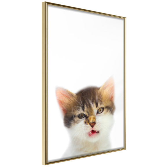 Poster Funny Kitten