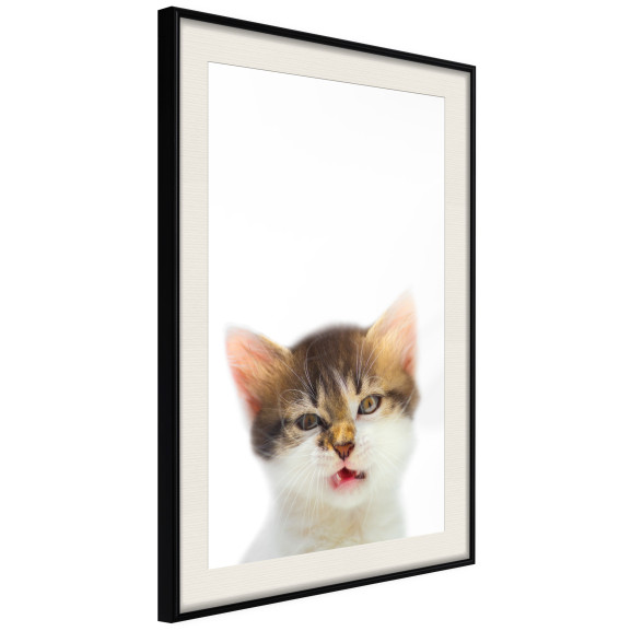 Poster Funny Kitten