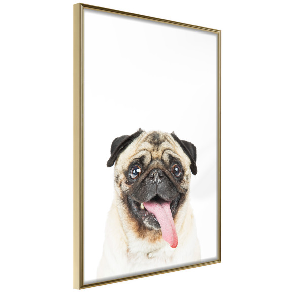 Poster Funny Pug