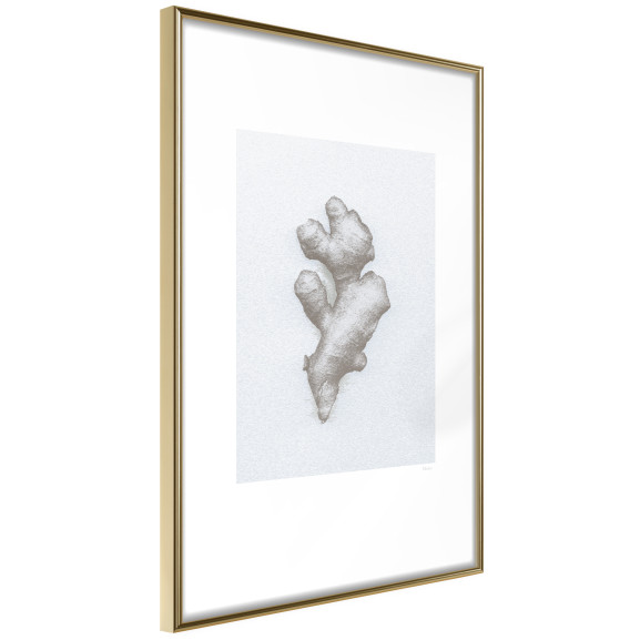 Poster Ginger Rhizome