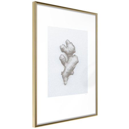 Poster Ginger Rhizome-01