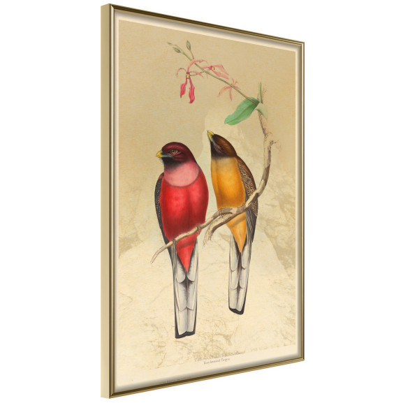 Poster Ornithologist's Drawings